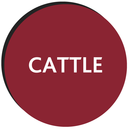 Red circle displaying text cattle