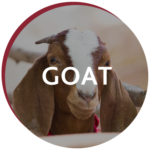 Circle with picture of goat displaying text goat