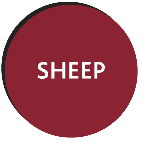 Circle with text displaying sheep