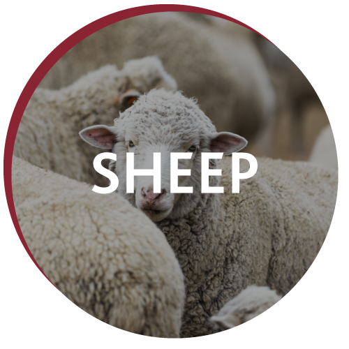 Circular image of sheep with text sheep displayed over it