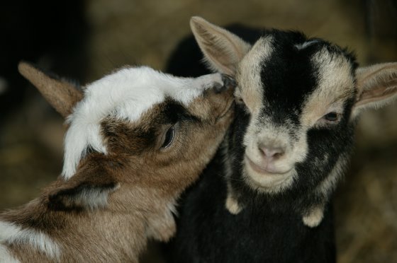Colostrum in baby goats