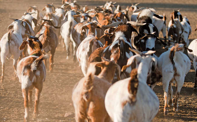Indigenous veld goats: A family’s profitable passion