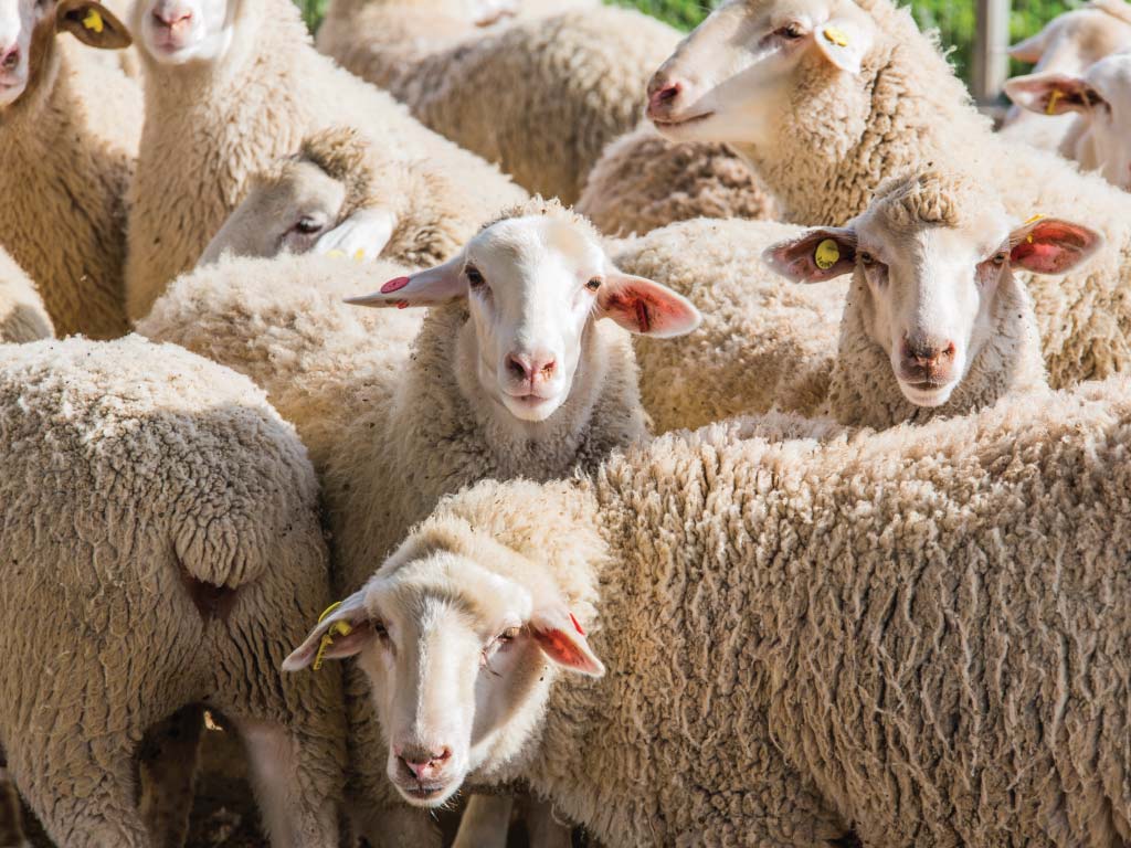 Sheep Farming: What you need to know - Molatek