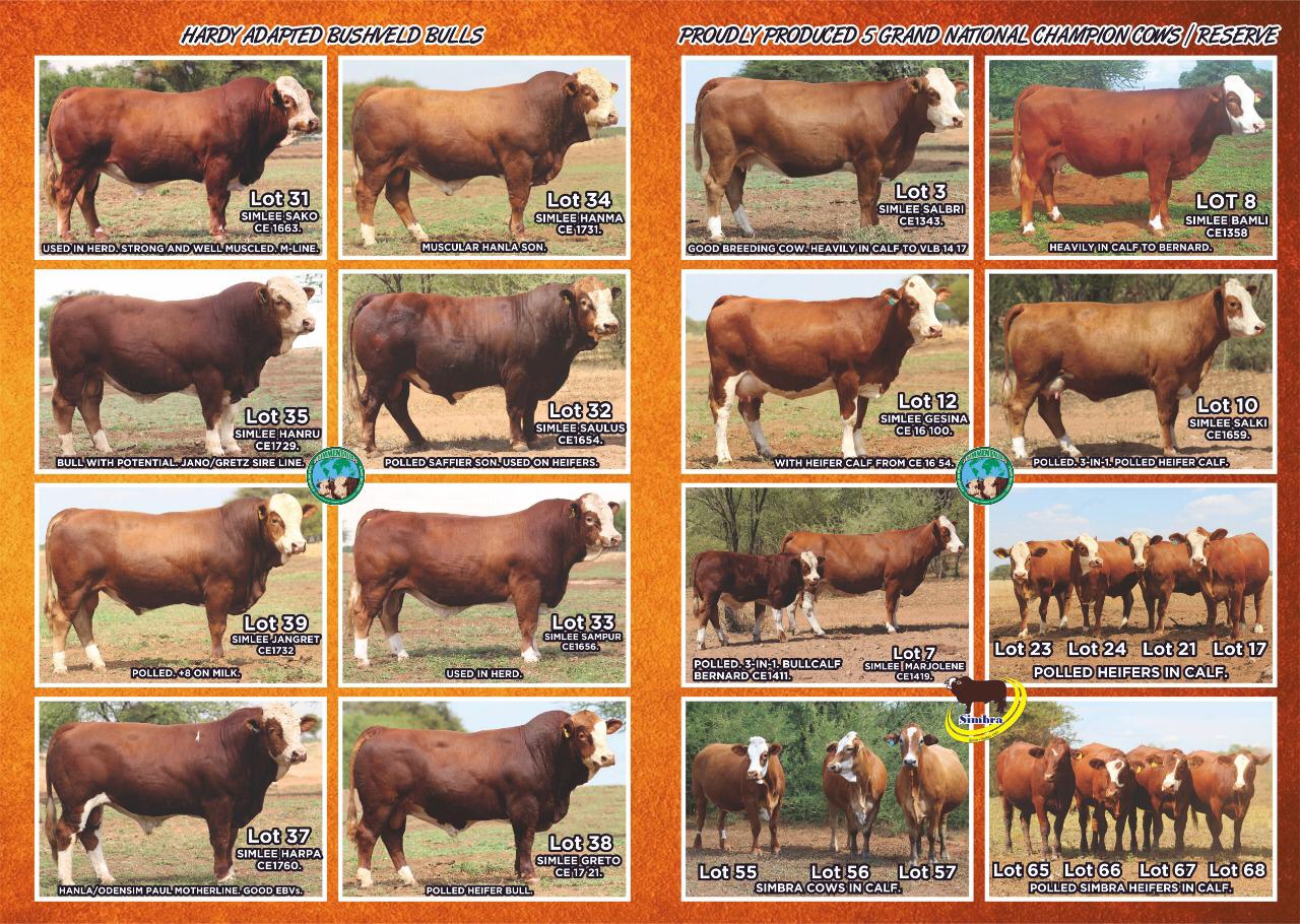 Adapted bushveld bulls