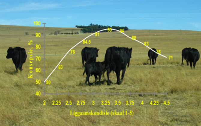 Body Condition Scoring in Cattle