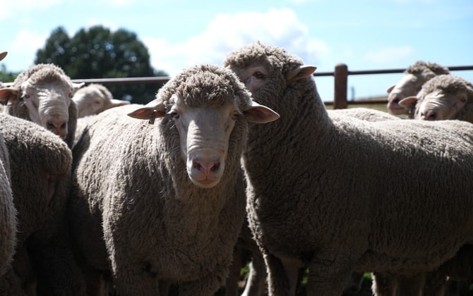 Metabolic related nutritional diseases in sheep