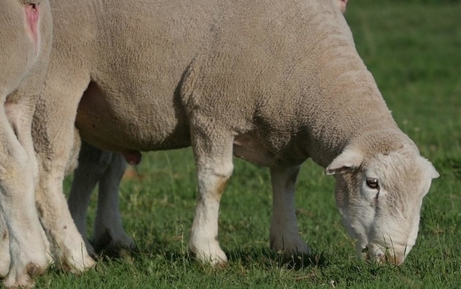 ewe nutritional diseases - pregnancy disease and enterotoxemia