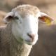 Sheep Nutritional Diseases