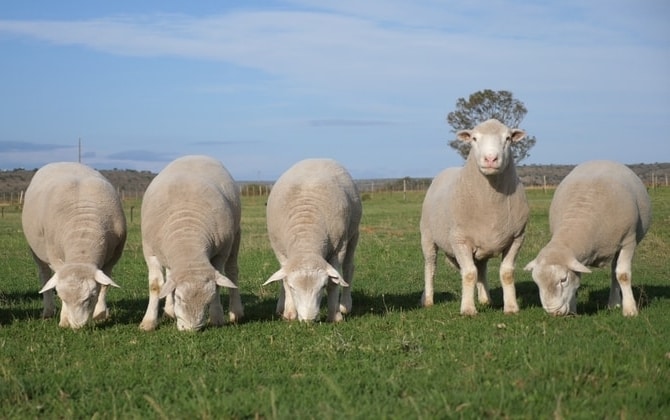 ewe nutrition for optimal production