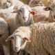Sheep farming