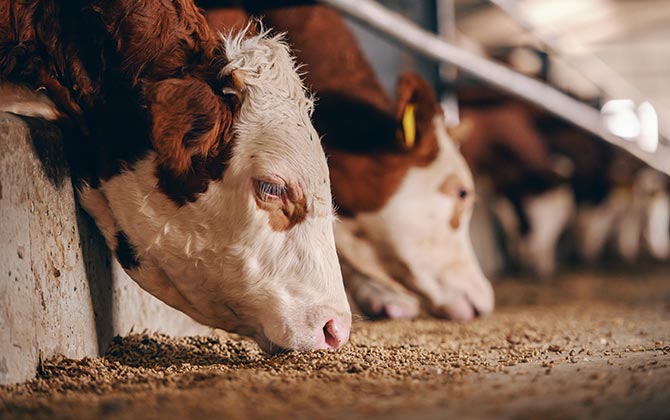 nutritional difficulties of feedlotting