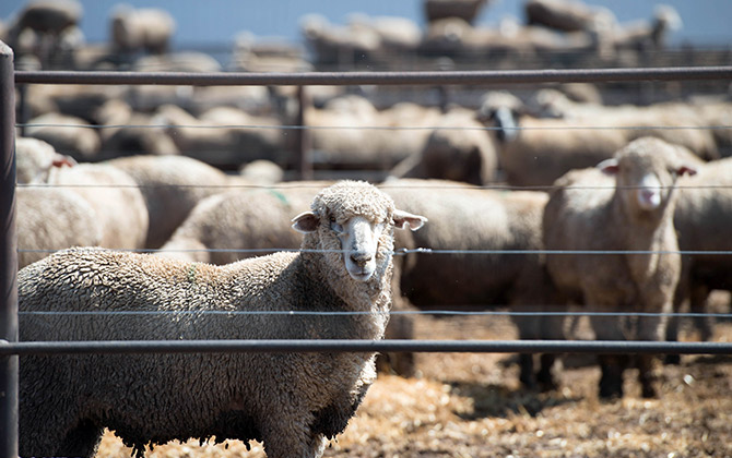 feedlotting lambs