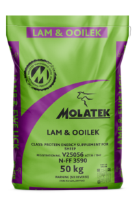 Molatek Lamb and Ewe Lick